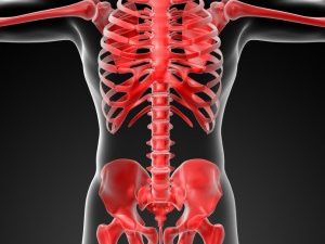 Anatomy of Back & Spine and Common Conditions - Orthosports