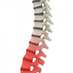 spine